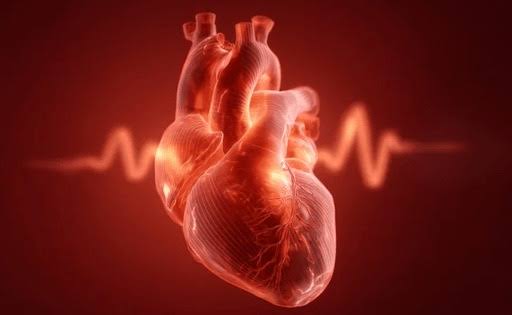 Cardiovascular